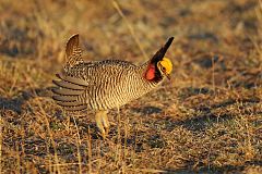 Lesser Prairie-Chicken